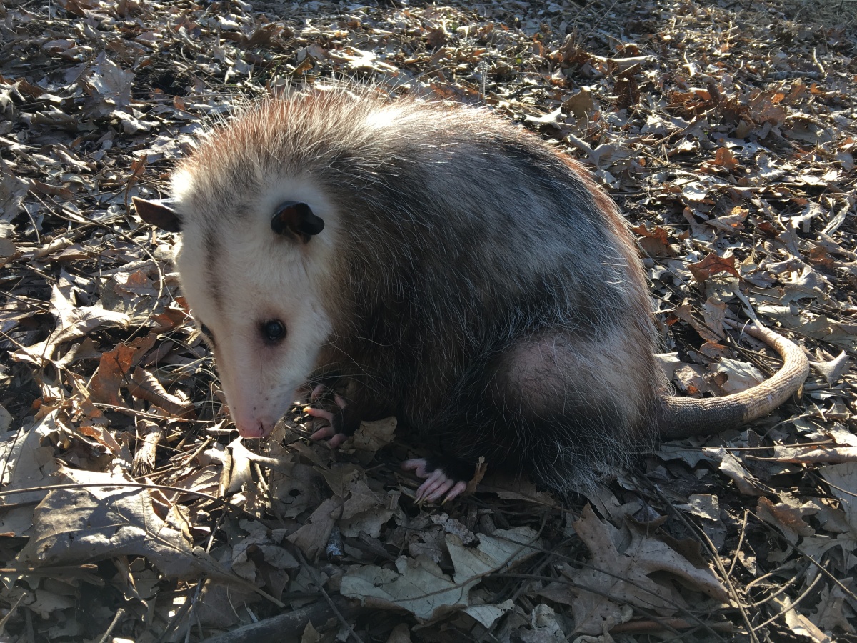 Ciega Blind Opossum