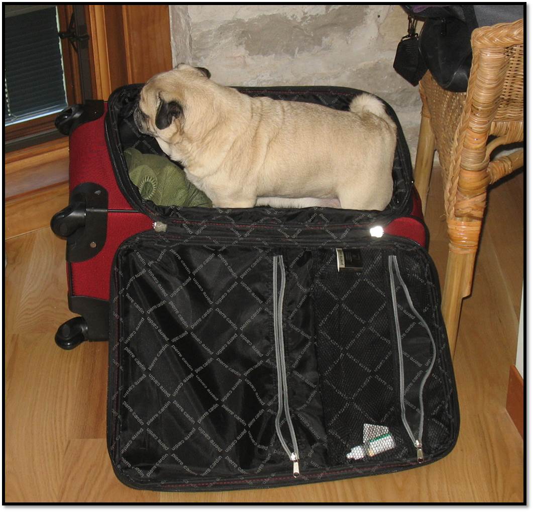 Peanut pug in suitcase